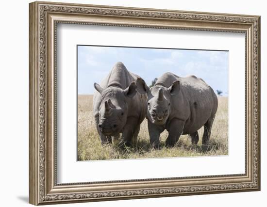 Two Rhinoceros, Ol Pejeta Conservancy, Laikipia, Kenya, East Africa, Africa-Ann and Steve Toon-Framed Photographic Print