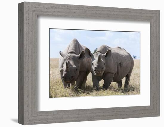 Two Rhinoceros, Ol Pejeta Conservancy, Laikipia, Kenya, East Africa, Africa-Ann and Steve Toon-Framed Photographic Print