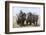 Two Rhinoceros, Ol Pejeta Conservancy, Laikipia, Kenya, East Africa, Africa-Ann and Steve Toon-Framed Photographic Print