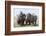 Two Rhinoceros, Ol Pejeta Conservancy, Laikipia, Kenya, East Africa, Africa-Ann and Steve Toon-Framed Photographic Print