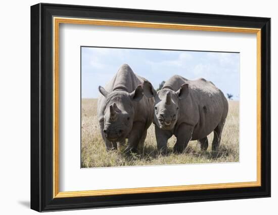 Two Rhinoceros, Ol Pejeta Conservancy, Laikipia, Kenya, East Africa, Africa-Ann and Steve Toon-Framed Photographic Print