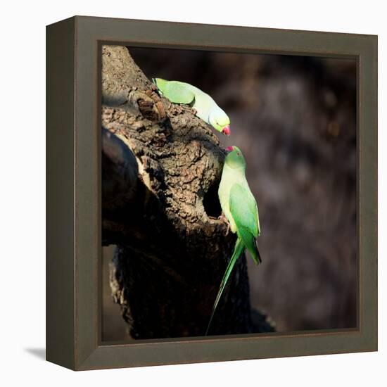 Two Ring-Necked Parakeets Make Contact on the Trunk of a Oak Tree-Alex Saberi-Framed Premier Image Canvas