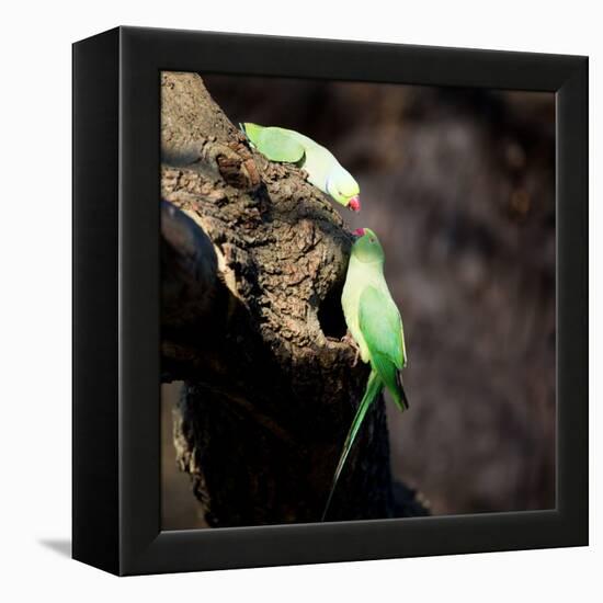 Two Ring-Necked Parakeets Make Contact on the Trunk of a Oak Tree-Alex Saberi-Framed Premier Image Canvas