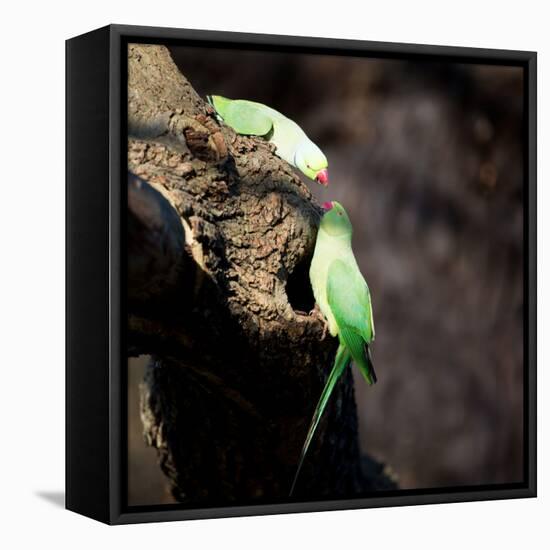 Two Ring-Necked Parakeets Make Contact on the Trunk of a Oak Tree-Alex Saberi-Framed Premier Image Canvas