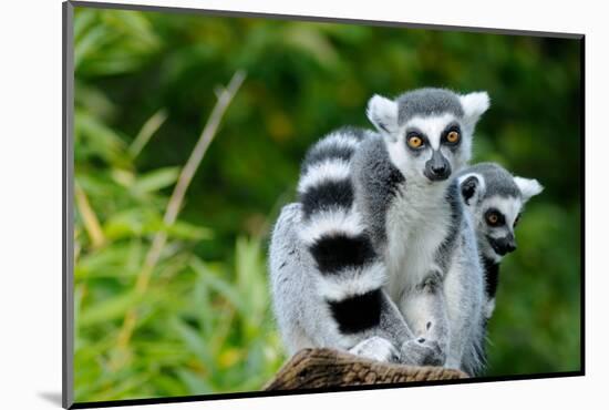 Two Ring-Tailed Lemur-seewhatmitchsee-Mounted Photographic Print