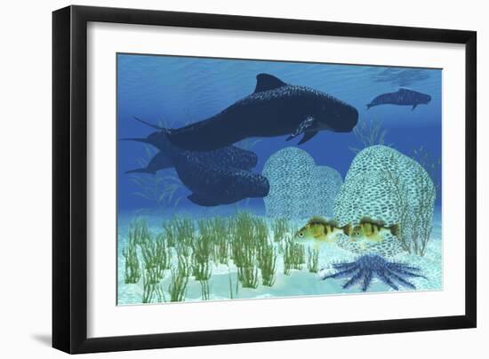 Two Rockfish Watch Cautiously as a Pod of Pilot Whales Swim Past a Coral Reef-null-Framed Art Print