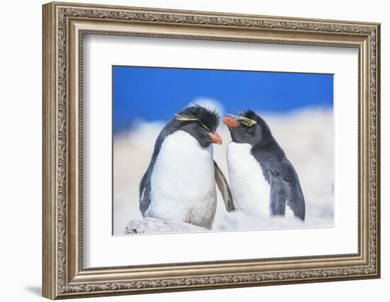 Two Rockhopper penguins (Eudyptes chrysocome chrysocome) showing affection-Marco Simoni-Framed Photographic Print