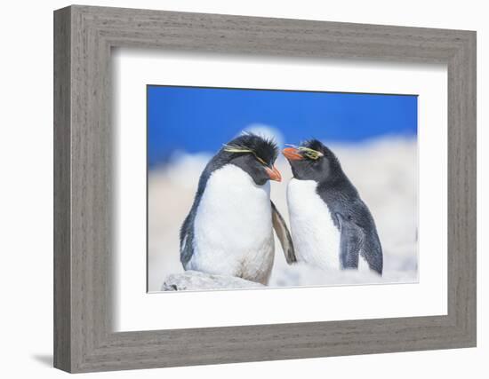 Two Rockhopper penguins (Eudyptes chrysocome chrysocome) showing affection-Marco Simoni-Framed Photographic Print