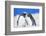 Two Rockhopper penguins (Eudyptes chrysocome chrysocome) showing affection-Marco Simoni-Framed Photographic Print