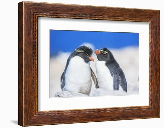 Two Rockhopper penguins (Eudyptes chrysocome chrysocome) showing affection-Marco Simoni-Framed Photographic Print