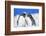 Two Rockhopper penguins (Eudyptes chrysocome chrysocome) showing affection-Marco Simoni-Framed Photographic Print