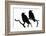 Two Rooks silhouetted as they perch in a tree at their roost site, Gloucestershire, UK-Nick Upton-Framed Photographic Print