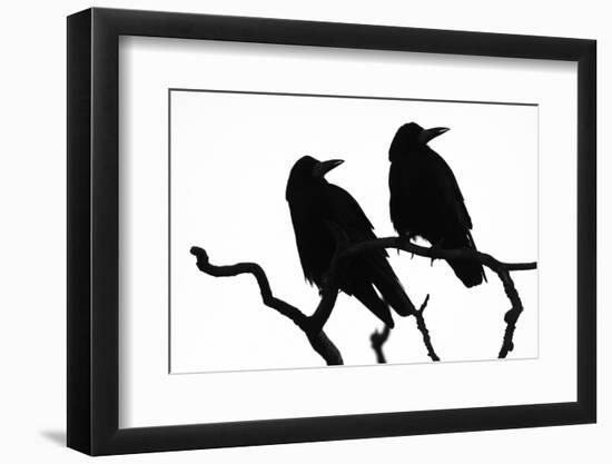 Two Rooks silhouetted as they perch in a tree at their roost site, Gloucestershire, UK-Nick Upton-Framed Photographic Print