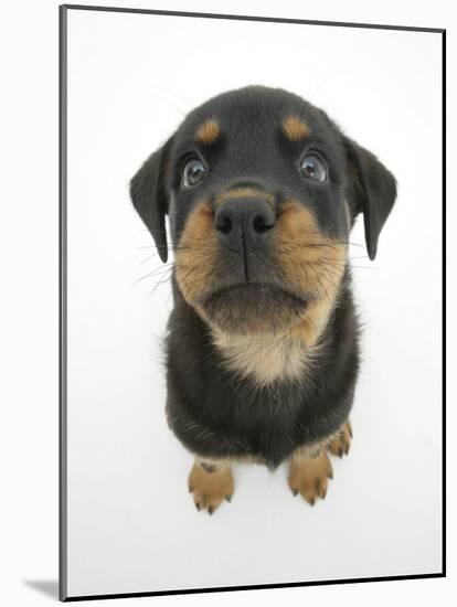 Two Rottweiler Pup, 8 Weeks Old, Sitting Down and Looking Up-Jane Burton-Mounted Photographic Print