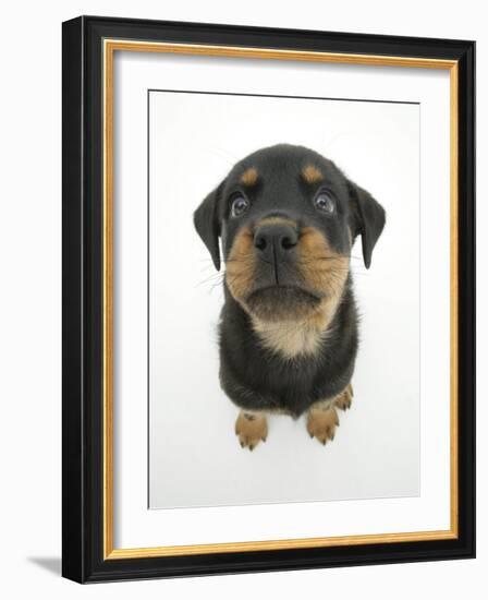 Two Rottweiler Pup, 8 Weeks Old, Sitting Down and Looking Up-Jane Burton-Framed Photographic Print