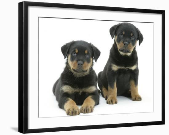 Two Rottweiler Pups, 8 Weeks Old-Jane Burton-Framed Photographic Print