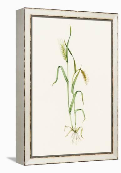 Two-row Barley (Hordeum Distichum)-Lizzie Harper-Framed Premier Image Canvas