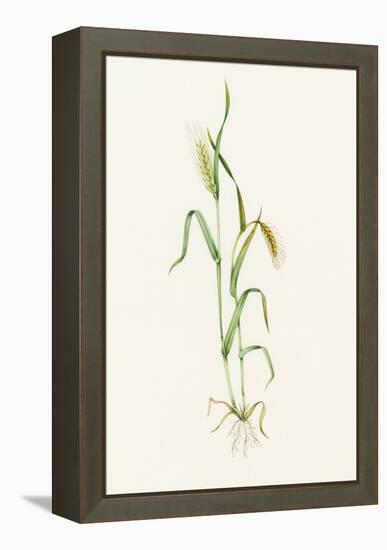 Two-row Barley (Hordeum Distichum)-Lizzie Harper-Framed Premier Image Canvas