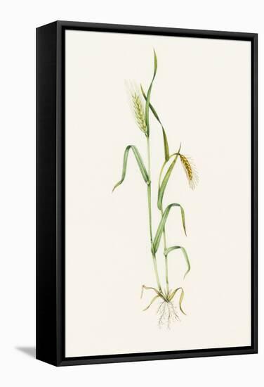 Two-row Barley (Hordeum Distichum)-Lizzie Harper-Framed Premier Image Canvas