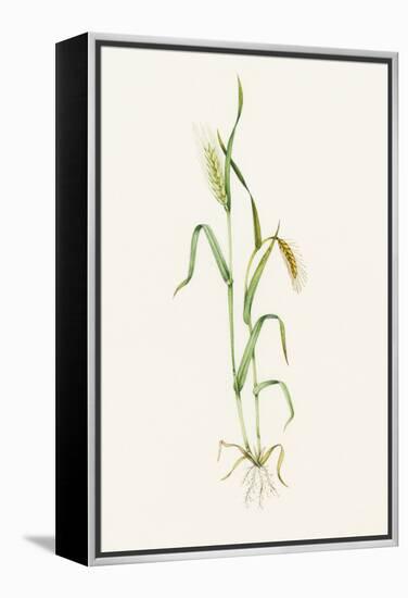 Two-row Barley (Hordeum Distichum)-Lizzie Harper-Framed Premier Image Canvas