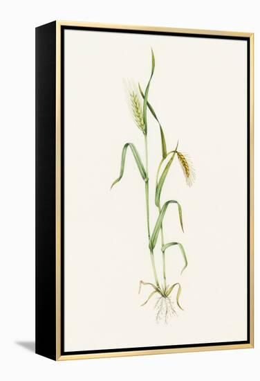 Two-row Barley (Hordeum Distichum)-Lizzie Harper-Framed Premier Image Canvas