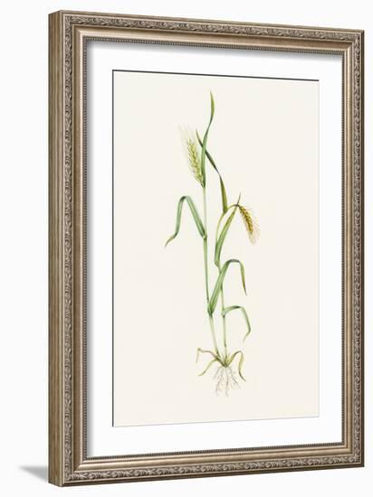 Two-row Barley (Hordeum Distichum)-Lizzie Harper-Framed Photographic Print