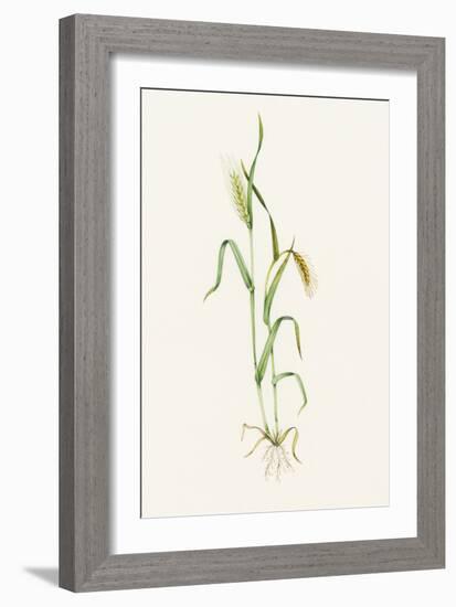 Two-row Barley (Hordeum Distichum)-Lizzie Harper-Framed Photographic Print