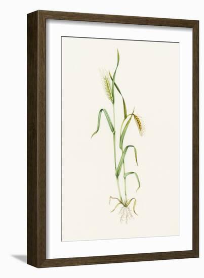 Two-row Barley (Hordeum Distichum)-Lizzie Harper-Framed Photographic Print