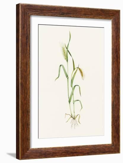 Two-row Barley (Hordeum Distichum)-Lizzie Harper-Framed Photographic Print