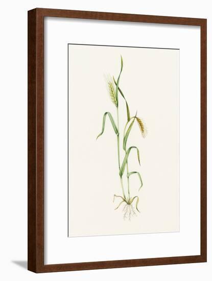 Two-row Barley (Hordeum Distichum)-Lizzie Harper-Framed Photographic Print