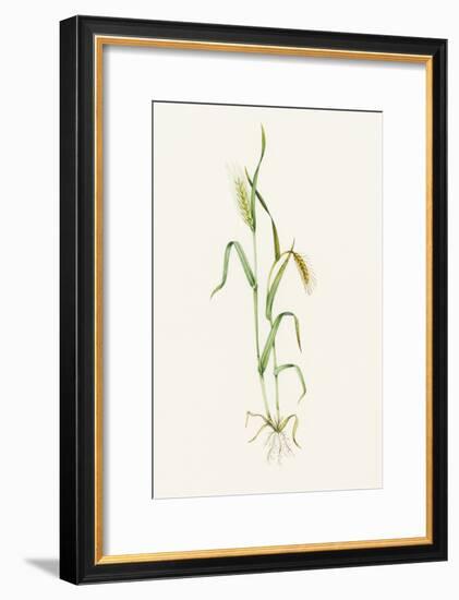 Two-row Barley (Hordeum Distichum)-Lizzie Harper-Framed Photographic Print