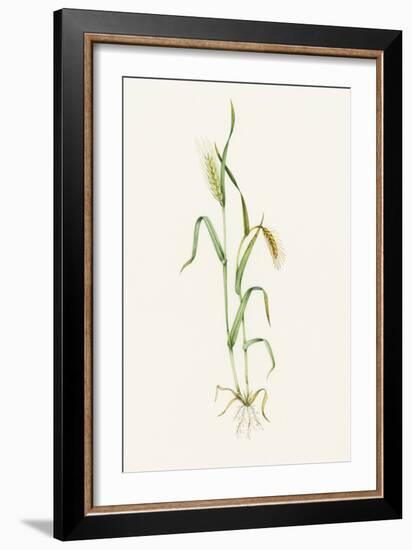 Two-row Barley (Hordeum Distichum)-Lizzie Harper-Framed Photographic Print