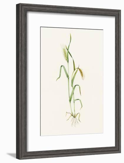 Two-row Barley (Hordeum Distichum)-Lizzie Harper-Framed Photographic Print