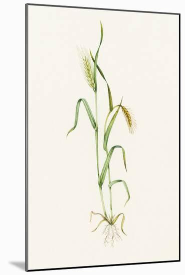 Two-row Barley (Hordeum Distichum)-Lizzie Harper-Mounted Photographic Print