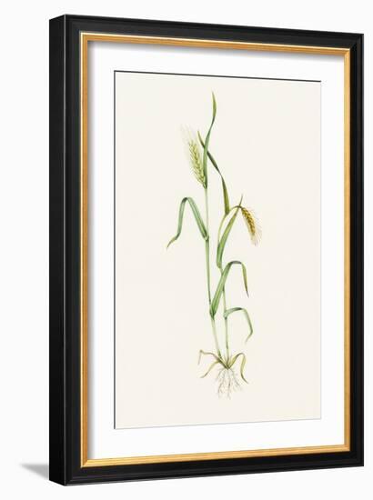 Two-row Barley (Hordeum Distichum)-Lizzie Harper-Framed Photographic Print