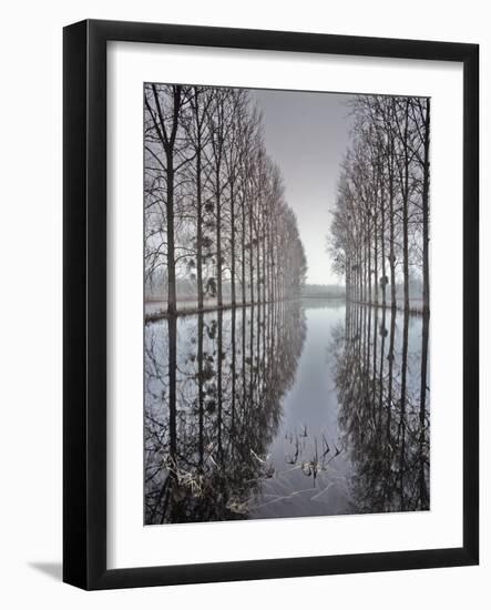 Two Rows of Poplar (Populus Sp-Pascal Tordeux-Framed Photographic Print