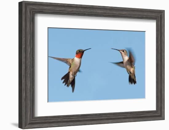 Two Ruby-Throated Hummingbirds, A Male And Female, Flying With A Blue Sky Background-Sari ONeal-Framed Photographic Print