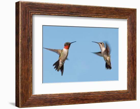 Two Ruby-Throated Hummingbirds, A Male And Female, Flying With A Blue Sky Background-Sari ONeal-Framed Photographic Print