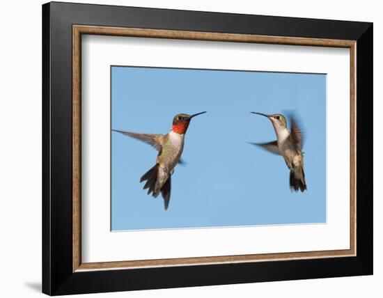 Two Ruby-Throated Hummingbirds, A Male And Female, Flying With A Blue Sky Background-Sari ONeal-Framed Photographic Print