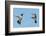 Two Ruby-Throated Hummingbirds, A Male And Female, Flying With A Blue Sky Background-Sari ONeal-Framed Photographic Print