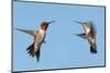 Two Ruby-Throated Hummingbirds, A Male And Female, Flying With A Blue Sky Background-Sari ONeal-Mounted Photographic Print