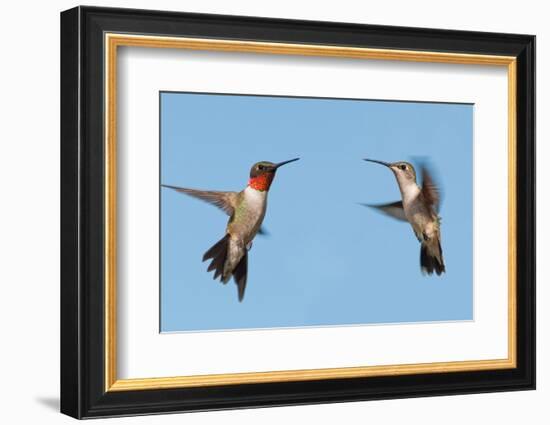 Two Ruby-Throated Hummingbirds, A Male And Female, Flying With A Blue Sky Background-Sari ONeal-Framed Photographic Print