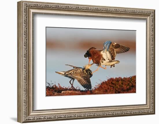 Two Ruffs competing at a lek, Vardo, Norway-Markus Varesvuo-Framed Photographic Print