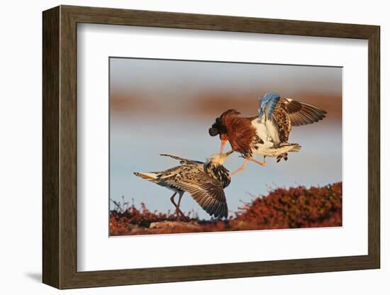 Two Ruffs competing at a lek, Vardo, Norway-Markus Varesvuo-Framed Photographic Print