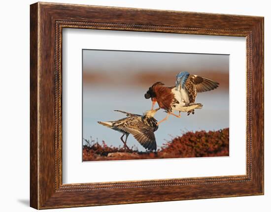 Two Ruffs competing at a lek, Vardo, Norway-Markus Varesvuo-Framed Photographic Print