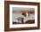 Two Ruffs competing at a lek, Vardo, Norway-Markus Varesvuo-Framed Photographic Print