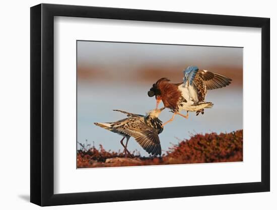 Two Ruffs competing at a lek, Vardo, Norway-Markus Varesvuo-Framed Photographic Print