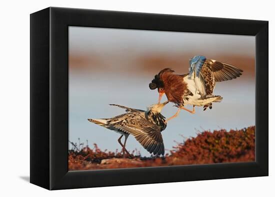 Two Ruffs competing at a lek, Vardo, Norway-Markus Varesvuo-Framed Premier Image Canvas