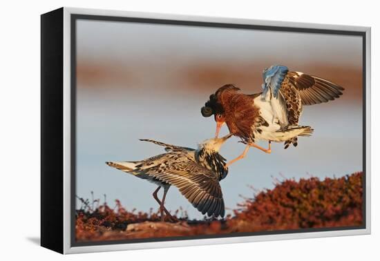 Two Ruffs competing at a lek, Vardo, Norway-Markus Varesvuo-Framed Premier Image Canvas