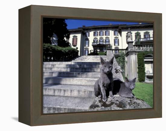 Two Russian Blue Cats Sunning on Garden Stone Steps, Italy-Adriano Bacchella-Framed Premier Image Canvas